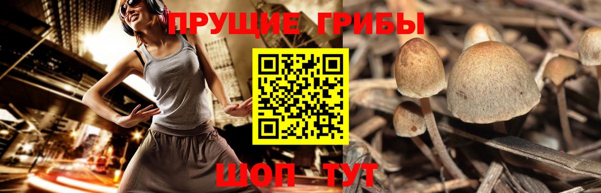 Псилоцибиновые грибы мухоморы Зерноград